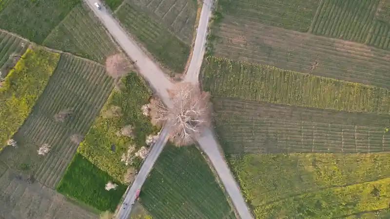 Drone pemetaan terbang di atas area perkebunan untuk fotogrametri