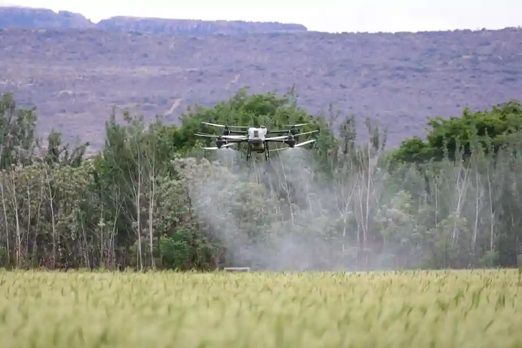Drone DJI Agras T40 sedang menyemprot lahan pertanian hijau