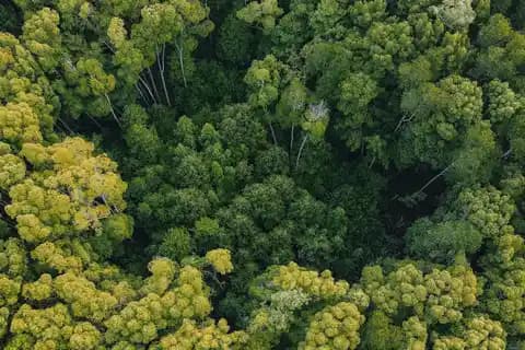 Drone terbang di atas hutan tropis lebat yang hijau untuk pemantauan