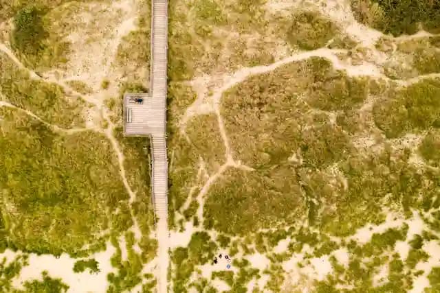 Drone terbang di atas hutan dengan satwa liar yang tenang