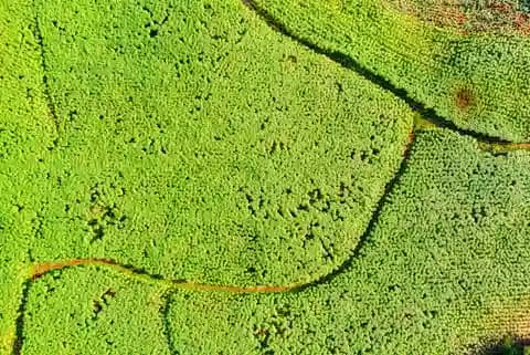 Peta indeks vegetasi berwarna dari drone menunjukkan area kering dan area lembap