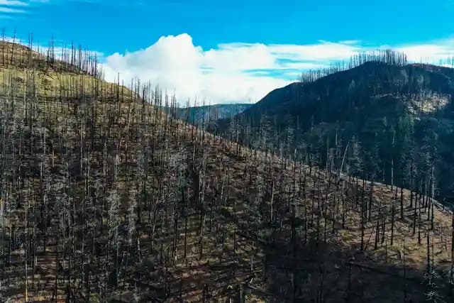 Pemandangan udara lahan bekas terbakar dengan pohon hangus dan tanah menghitam