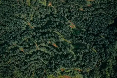 Drone pertanian menyemprotkan cairan di atas perkebunan sawit